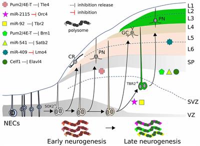 Translational control in cortical development